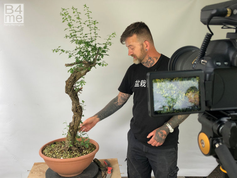 Develop Coniferous Bonsai